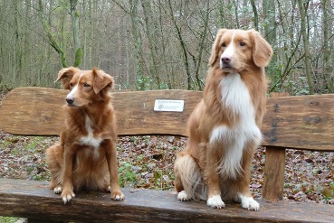 nova scotia duck tolling retriever deutschland